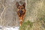 BERGER ALLEMAND 515